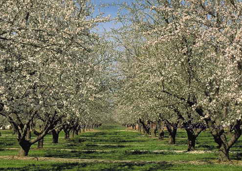 Fresno Blossom Trail Orchard