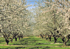 Fresno: Pear Orchard in Bloom