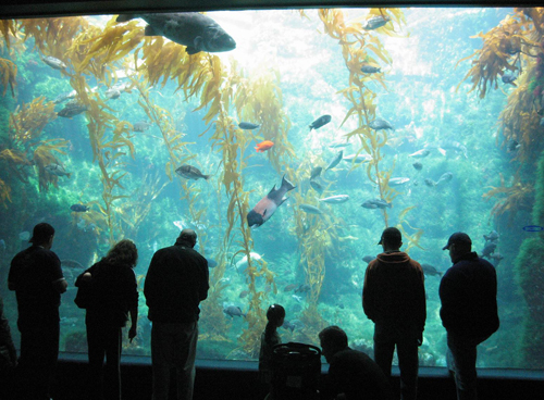 Kelp Tank at the Birch Aquarium in La Jolla