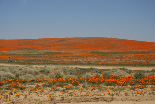 California Poppy Preserve
