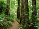 Redwood Forest Trail